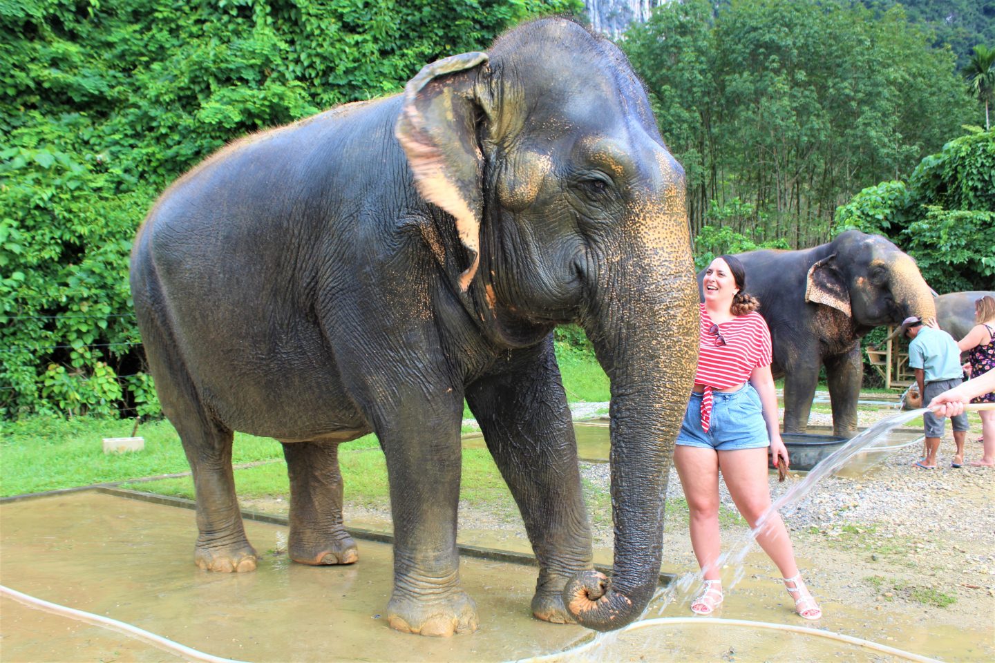 Elephant Hills Elephant Experience – Thailand - The Travels of Mrs B