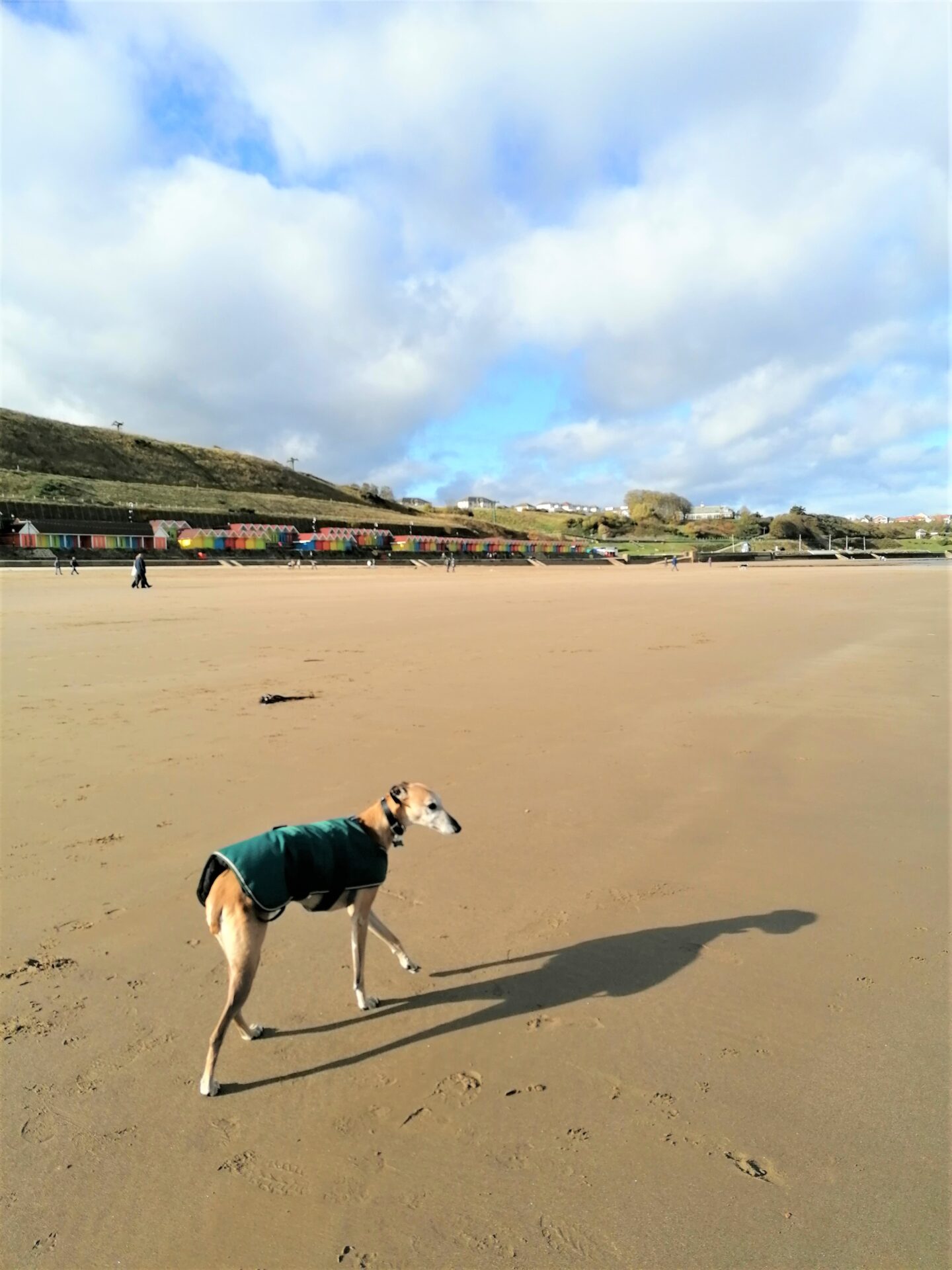 can dogs go on beach at scarborough